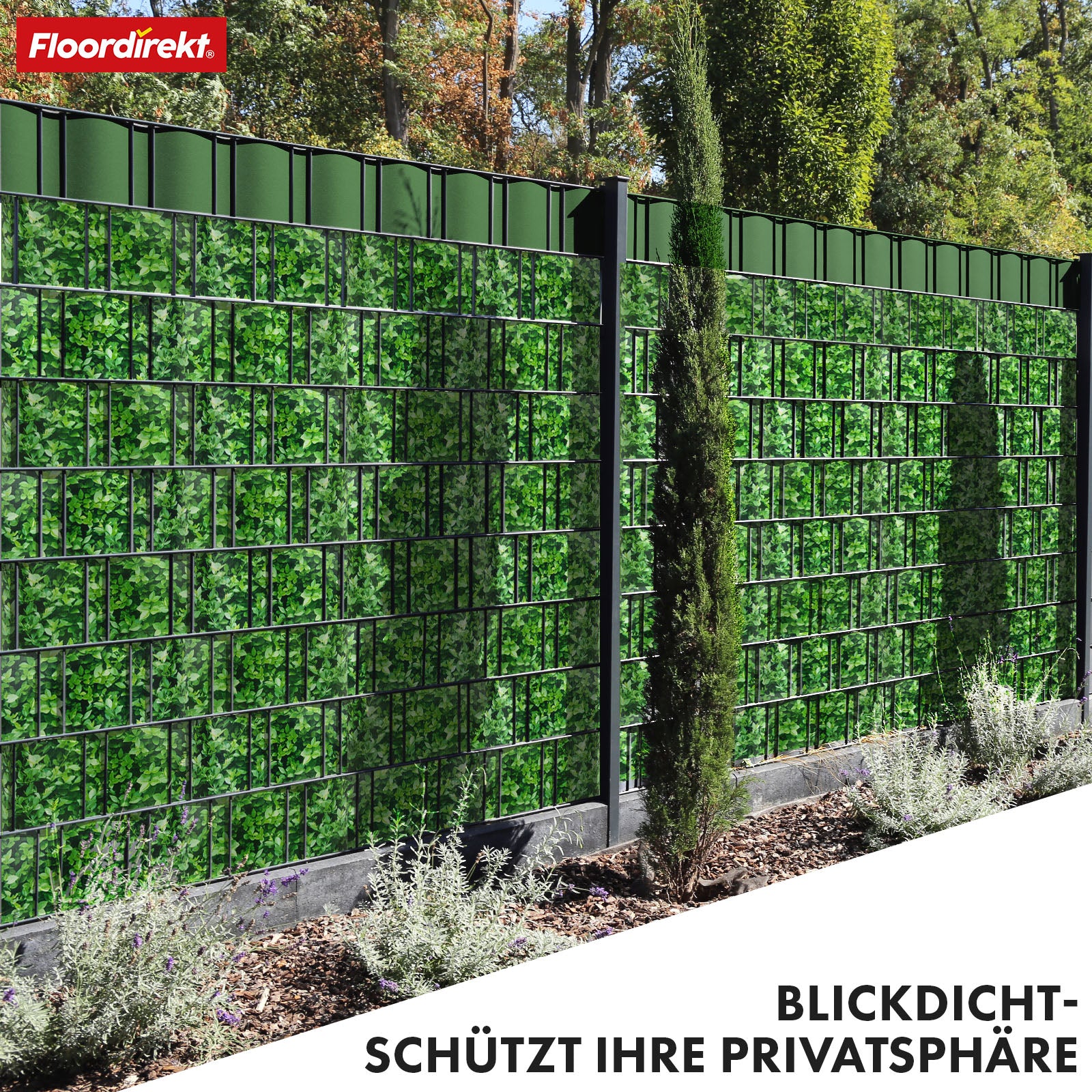 T5_Buchsbaum