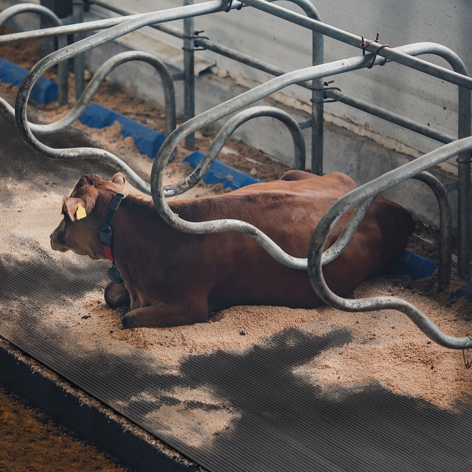 ✂ Stallmatten aus Gummi für Tierhaltung | Individueller Zuschnitt