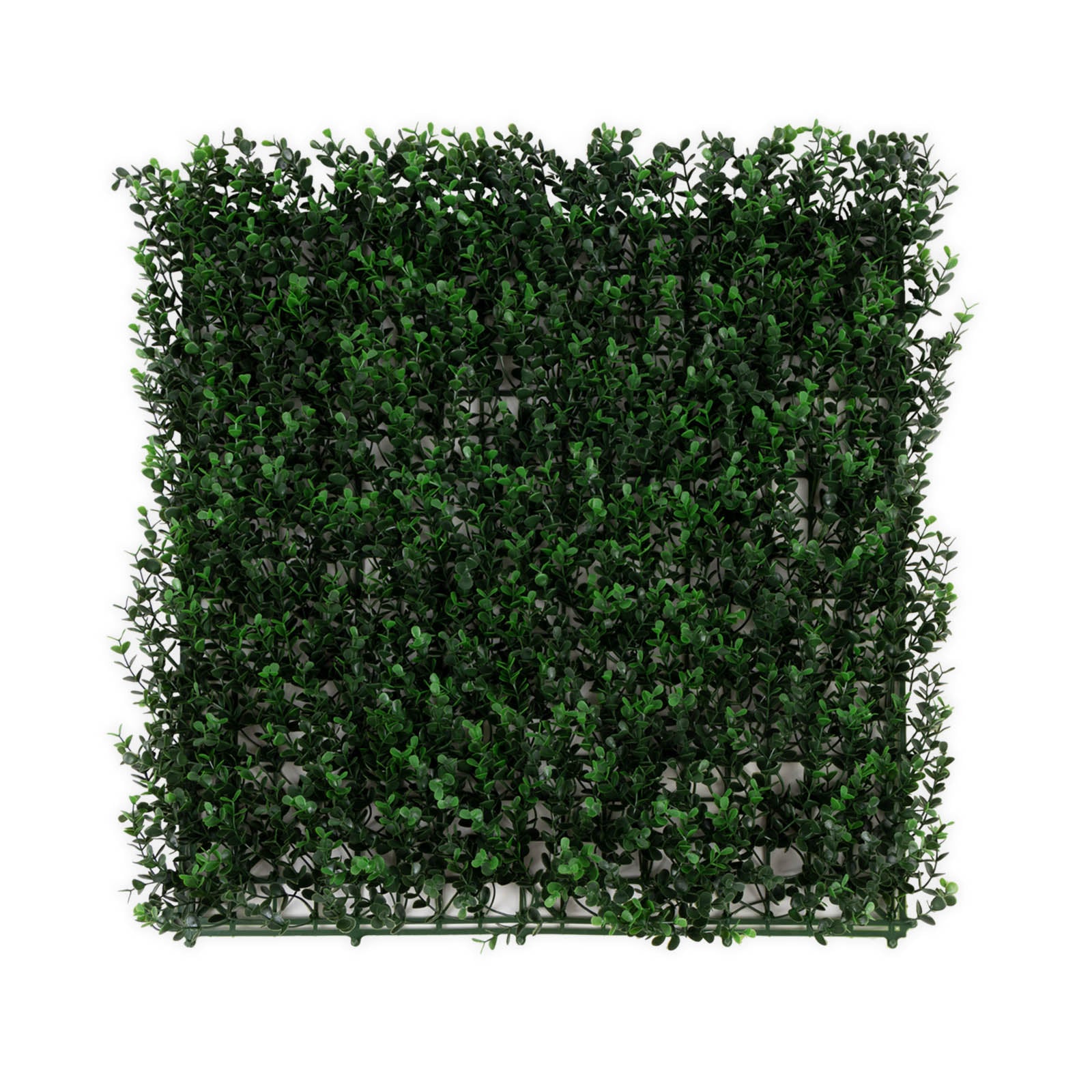 Pflanzenwand | Buxus