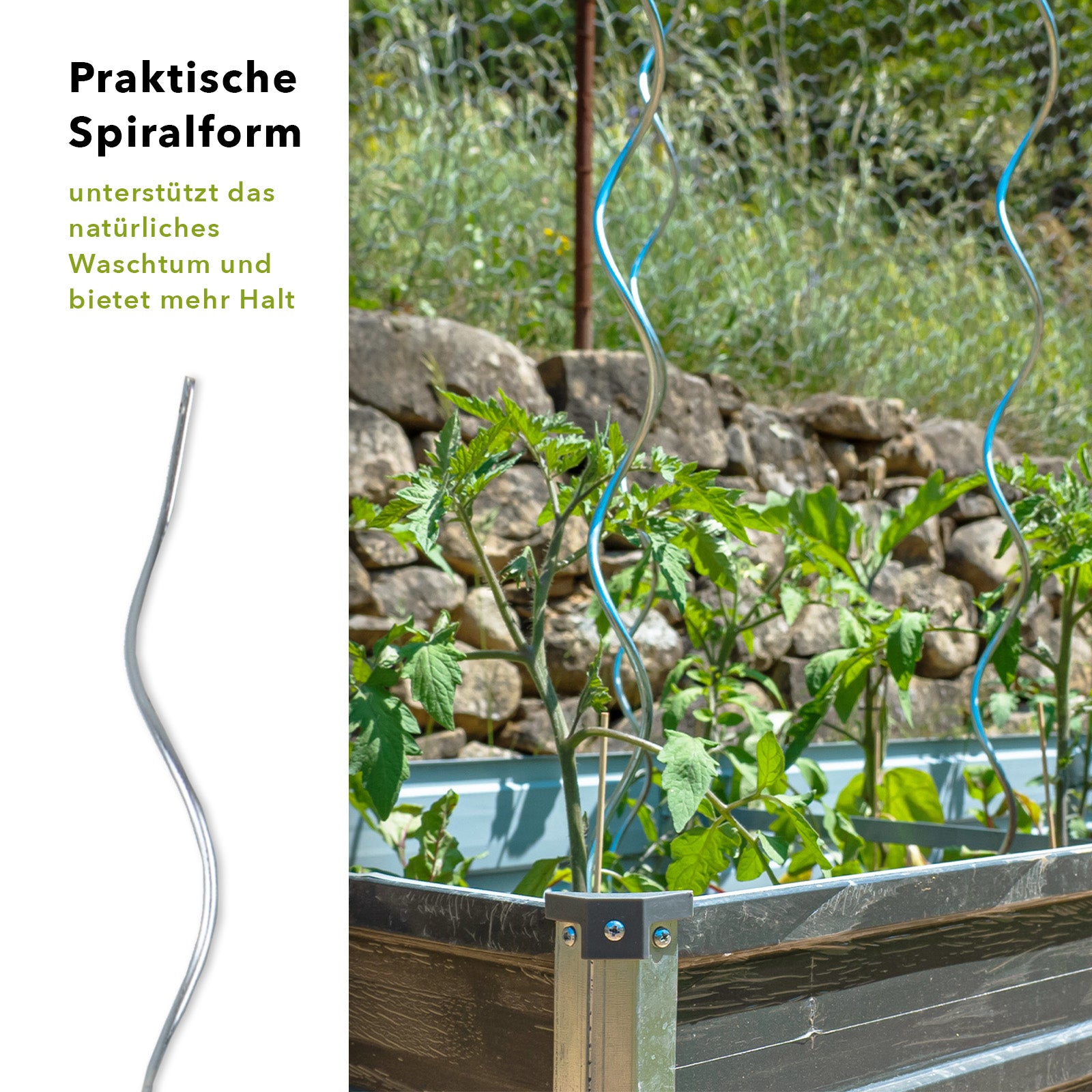 Tomatenspiralstäbe | Voll verzinkt | Pflanzstab