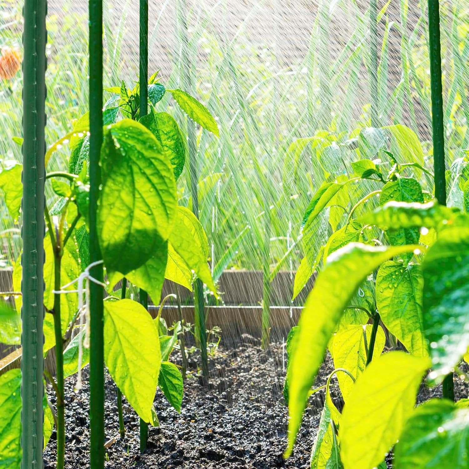 Tomatenspiralstäbe oder Pflanzstäbe 10er Set inkl. Zubehörset